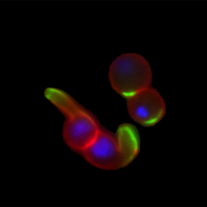 Zygote retorts showing apical GFP expression
